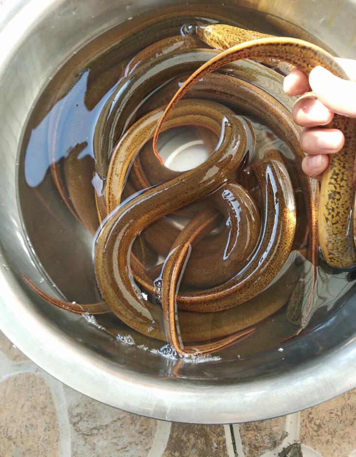 花鳝  商品黄鳝，非虾稻田，非养殖，无饲料黄鳝，量大提前订购