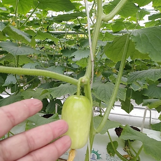 金童玉女水果黄瓜