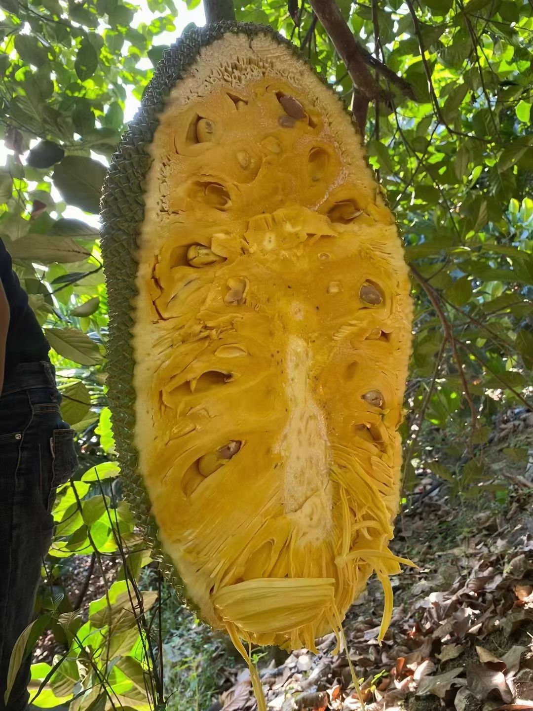 海南三亚1号菠萝蜜现摘现发产地直销价格优惠苞黄肉厚香甜可口