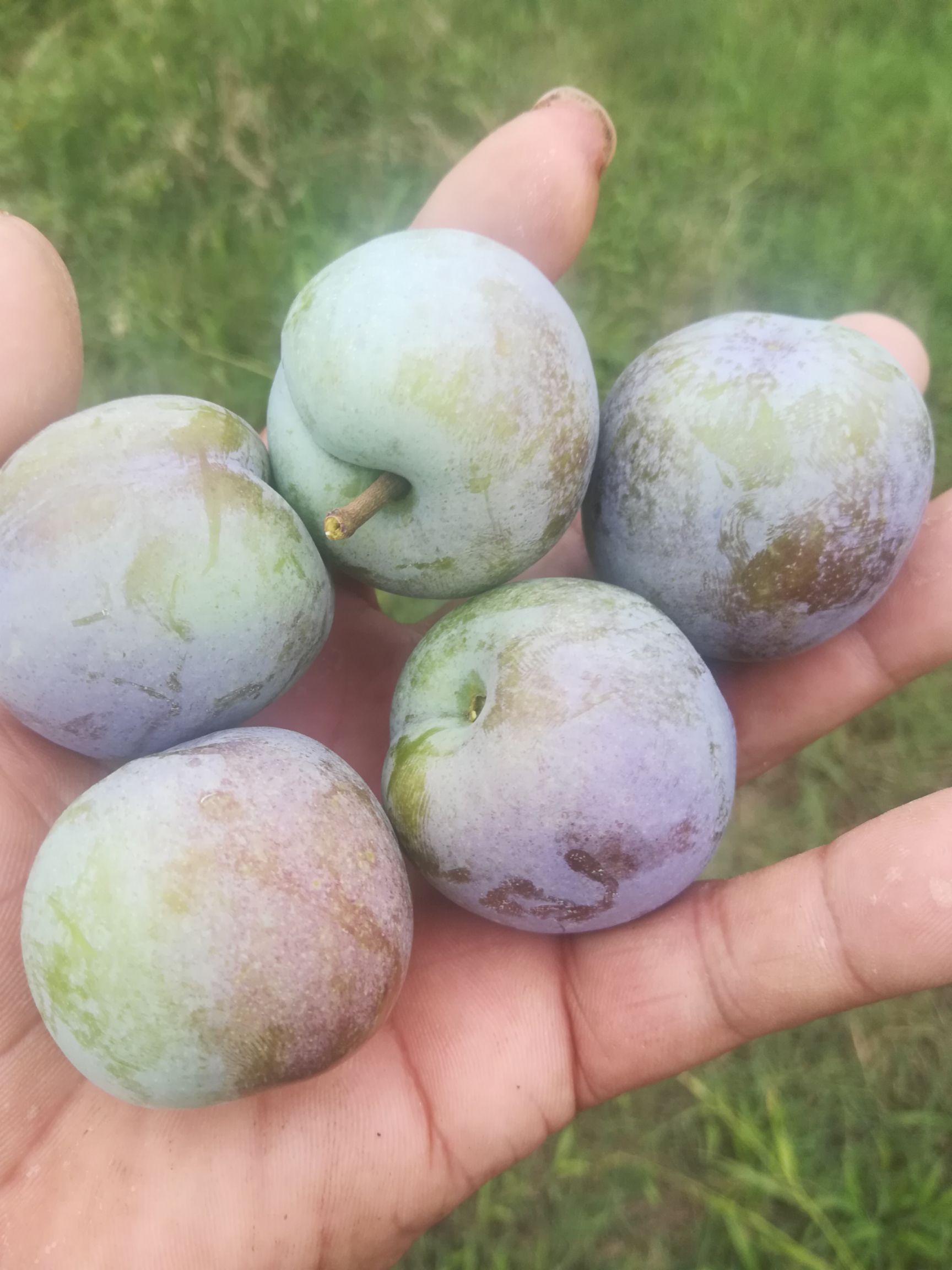 五月脆李  五月