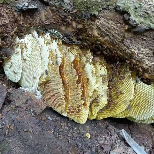 始兴县出售“自然之源”大山里的中蜂野蜂蜜
