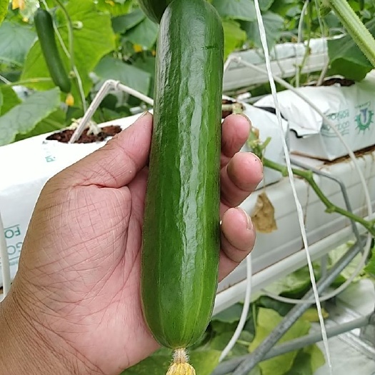 成都水果黄瓜  无刺小黄瓜