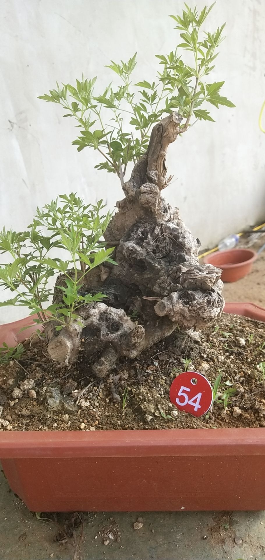 黄荆桩  黄荆盆景批发基地