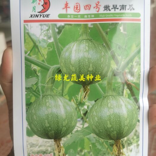南靖县南瓜种子  丰园四号厚扁圆形，丰盛六号正圆形，果实浅绿色带花