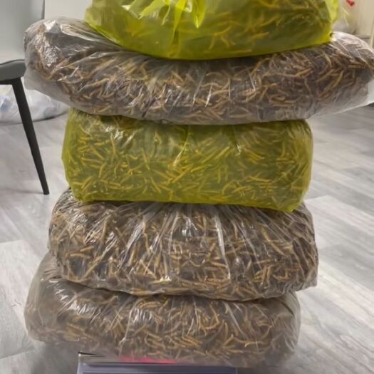 西宁冬虫夏草 