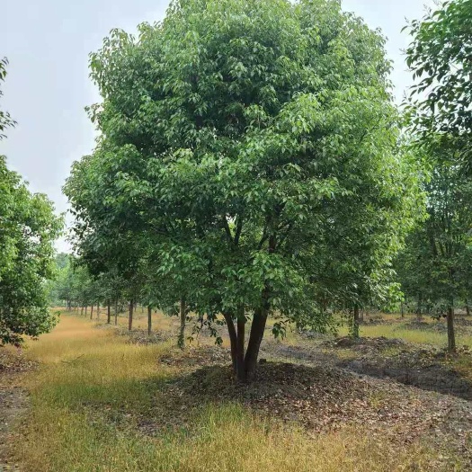 九江香樟种类齐全，原生苗，实地考察