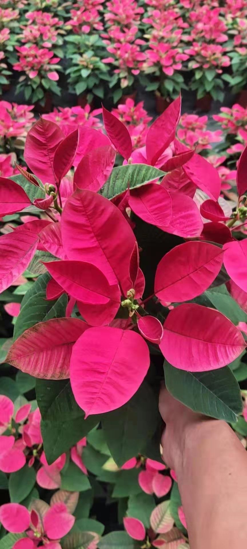 一品红，圣诞红，一品红盆栽，五寸盆