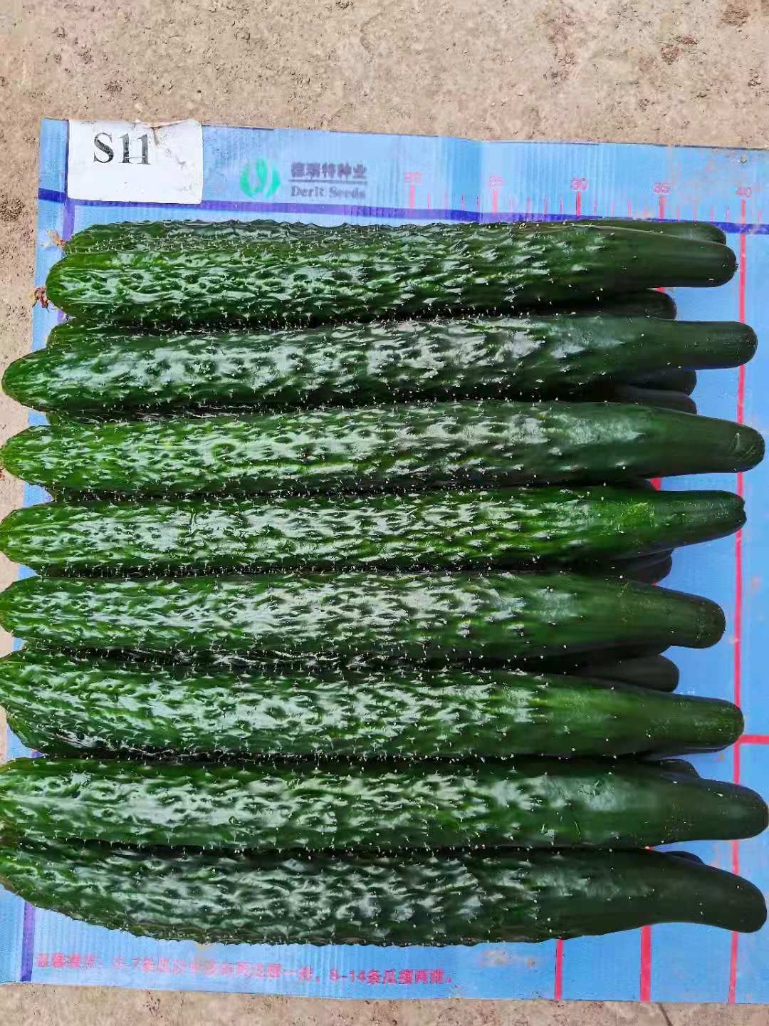 越夏黄瓜苗 秋延黄瓜种苗 耐热强雌黑油亮大黄瓜苗 绿瓤