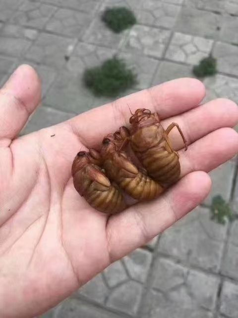灵宝市银蝉  爬蚱，知了猴