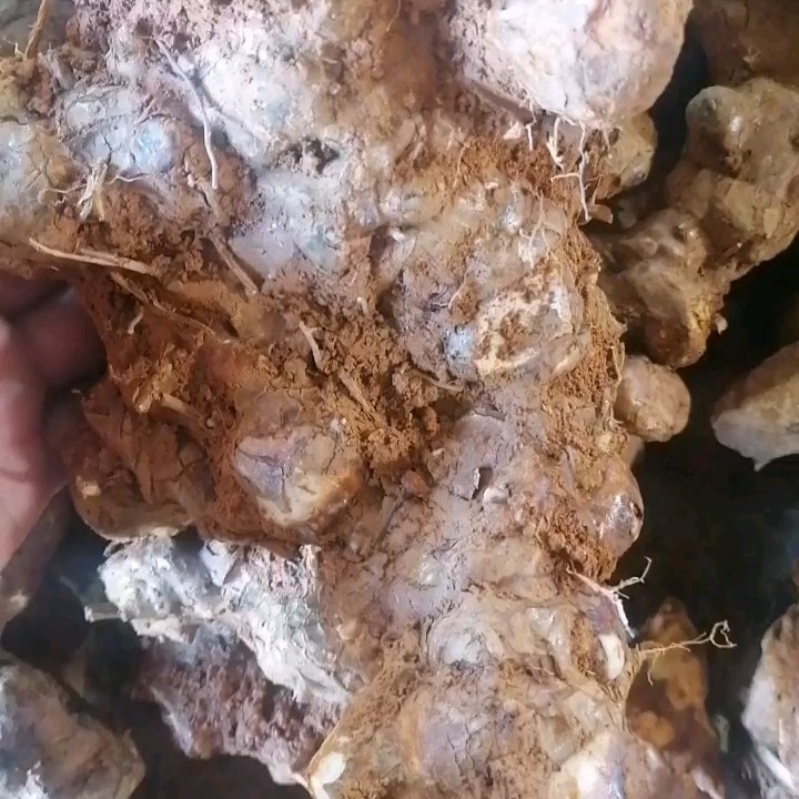 道县土茯苓