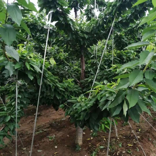 青州市美早苗  出售5年美早樱桃树150颗，先锋樱桃树20颗