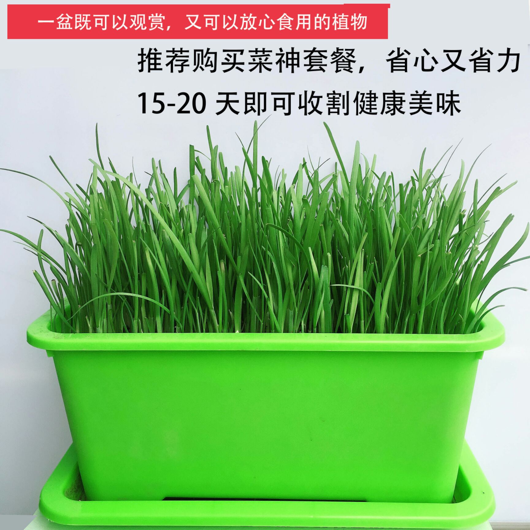 新韭菜根紫根韭菜种子韭菜苗蔬菜种子屋内盆栽植物室内阳台种菜