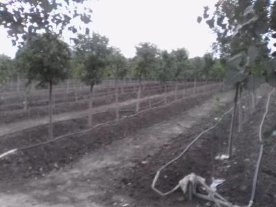 蚯蚓粪.营养土.生物菌高温发酵.有机质含量高