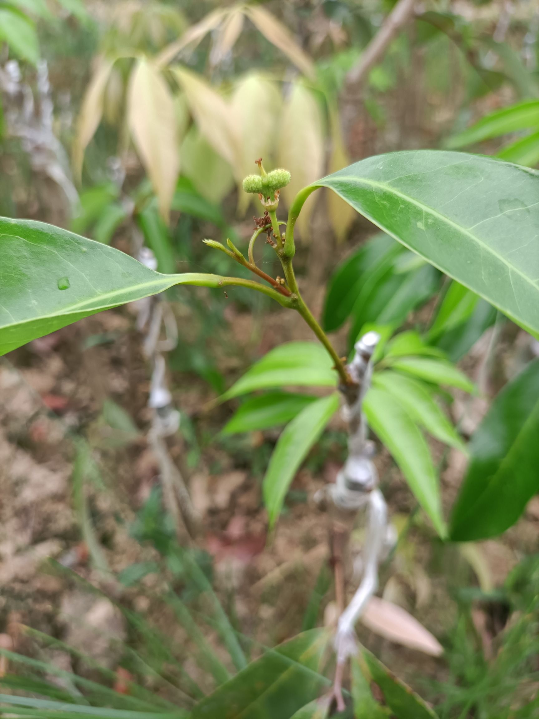 荔枝王 高产量，当年结果当年结果
