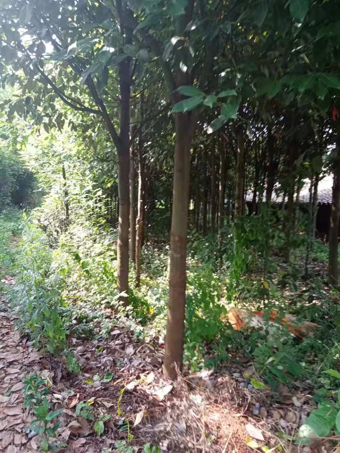 多杆香樟  产品是本地最古老的油樟老品种无架接，易栽培果实可。煲汤。