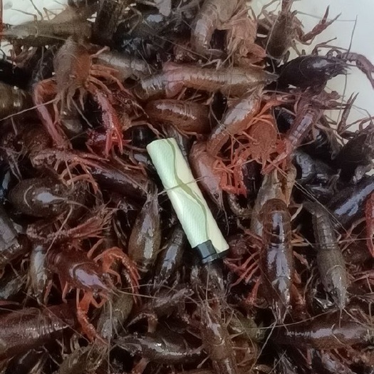 潜江市小龙虾苗