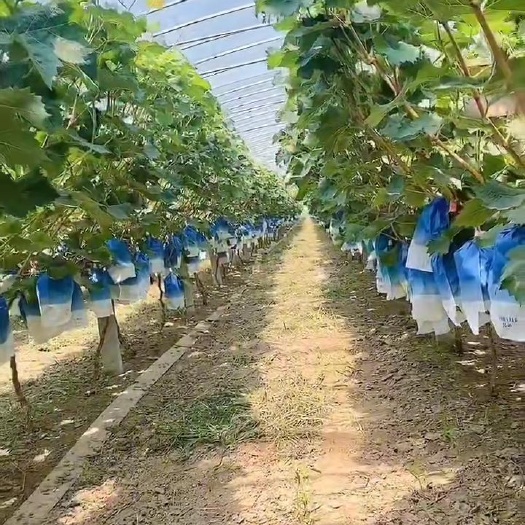 单县本地夏黑葡萄大量上市 欢迎全国客商 商超 平台 渠道货 洽谈