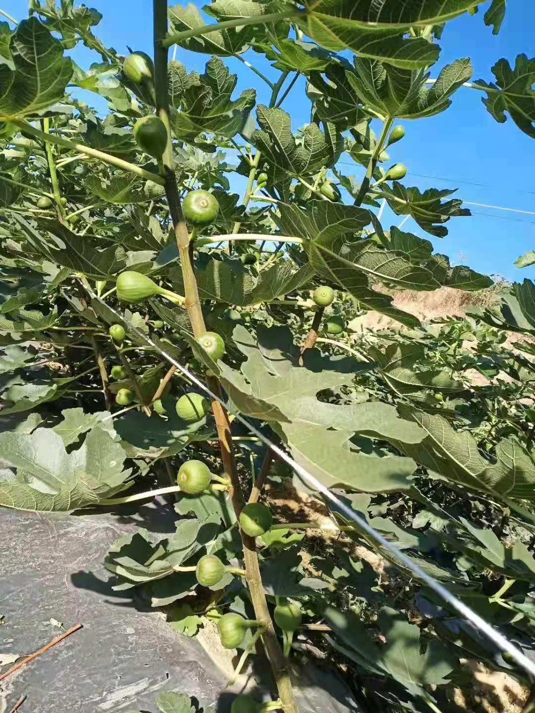  玛斯义陶芬无花果老熟枝条，长度25cm，量大从优