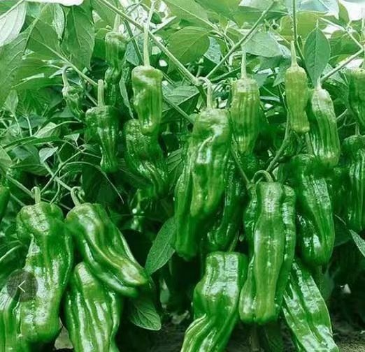 寿光市泡椒苗  芜湖椒苗