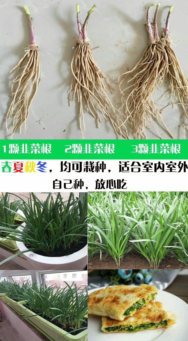 新韭菜根紫根韭菜种子韭菜苗蔬菜种子屋内盆栽植物室内阳台种菜