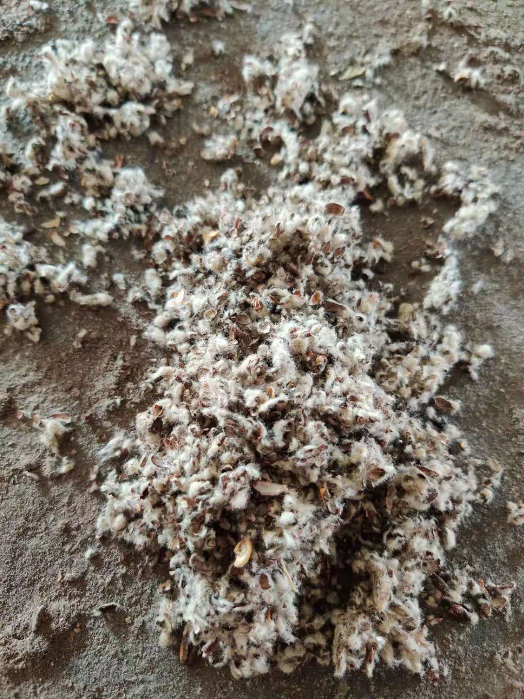 新疆昌吉棉渣废棉，牛羊饲料原料，棉秆棉叶棉头