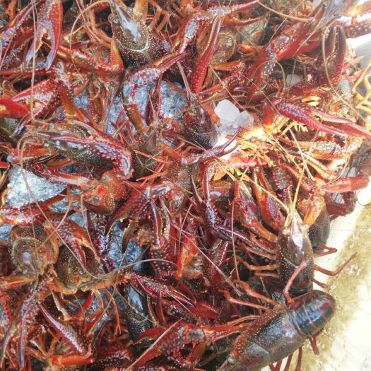 洪湖市 湖北洪湖深水油亮小龙虾！