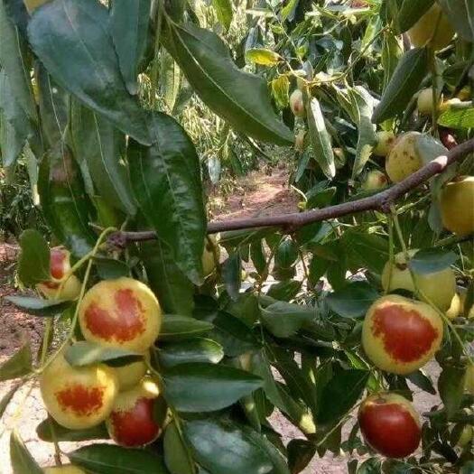 大荔县冬枣 陕西省渭南市大荔县
