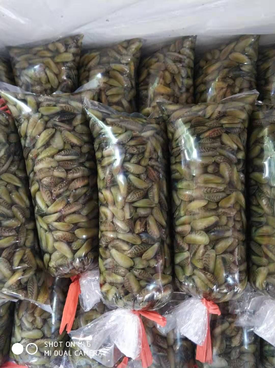 海瓜子 海瓜子活鲜 薄壳  可清炒 煮汤