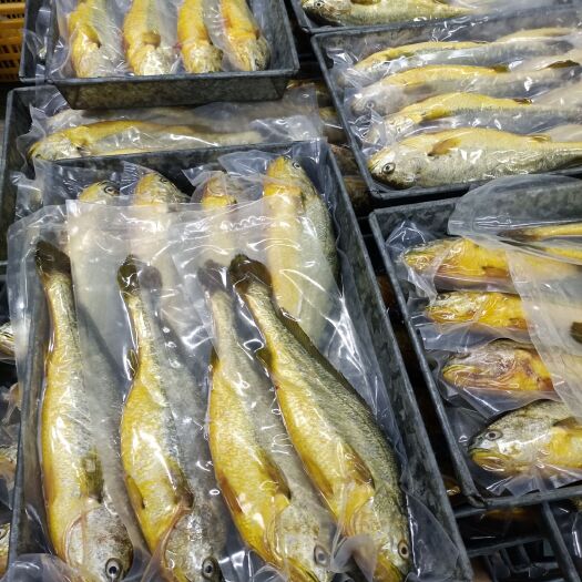 霞浦县(800克/条)大黄鱼，活鱼鲜冻精品一手货源，