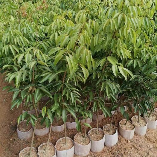灵山县无核荔枝苗 正品嫁接苗保证正品，个头有鸡蛋大，当年结果
