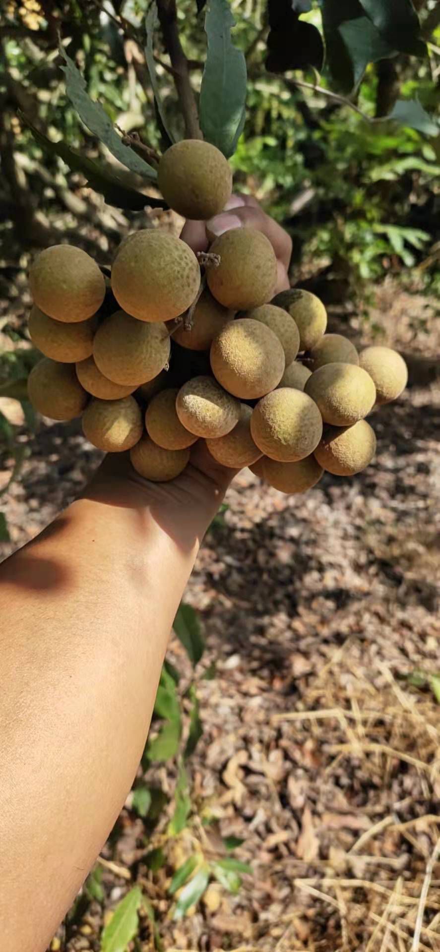 大量提供广东电白龙眼   石硖  储良