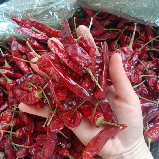 高配版福建辣椒王