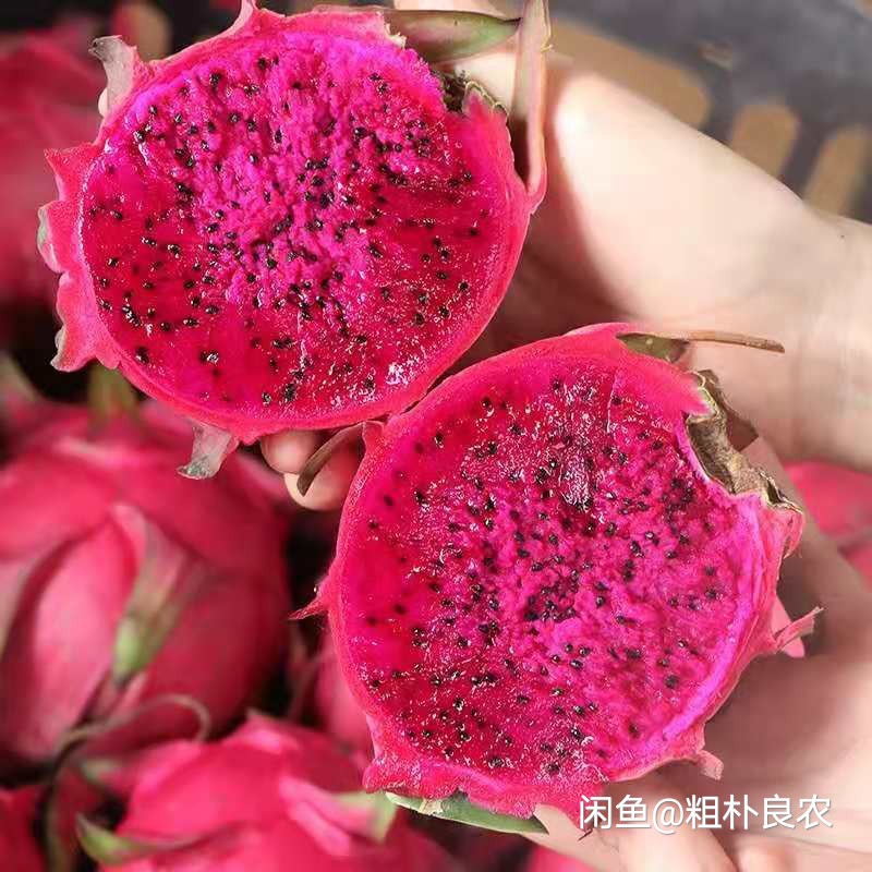 金都一号火龙果  金都一号红心火龙果红肉火龙果果园直销一手货