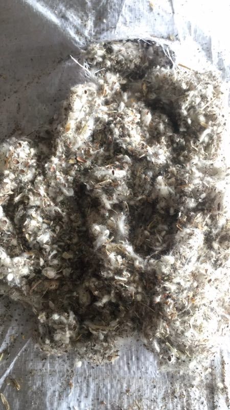 新疆昌吉棉渣废棉，牛羊饲料原料，棉秆棉叶棉头
