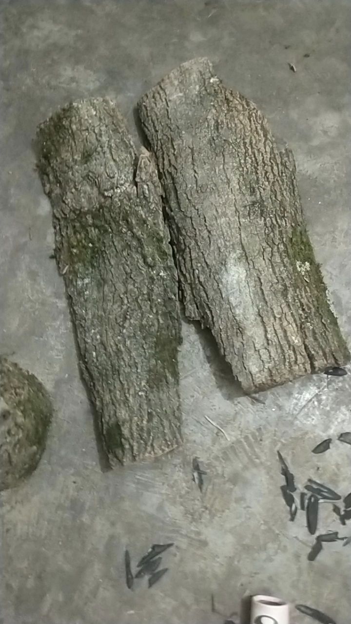 杜仲皮
