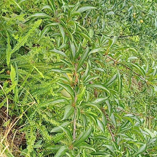 长沙正宗六马蜂糖李