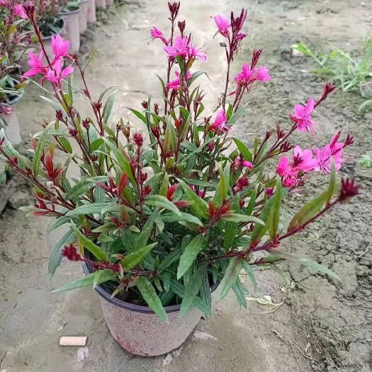 成都矾根种苗  千鸟花，山桃草多年生，双杯耐寒植物