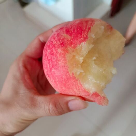 顺平县毛桃 河北省保定市顺平县伊祁山大甜桃