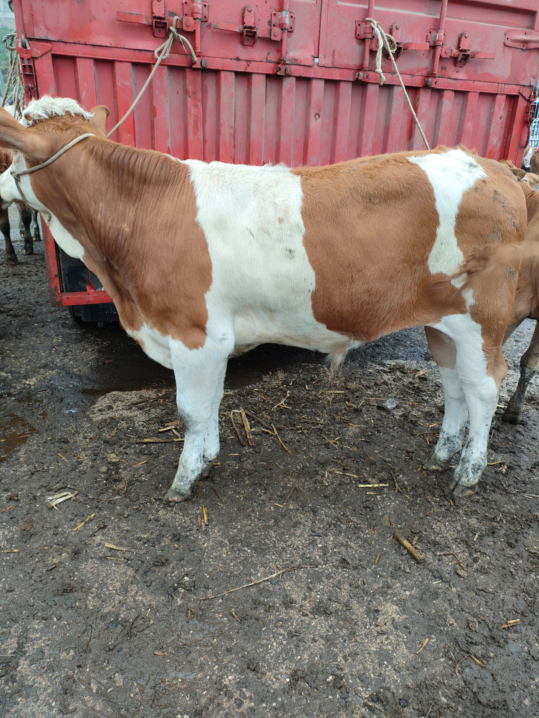 西门塔尔牛 600-800斤 公牛