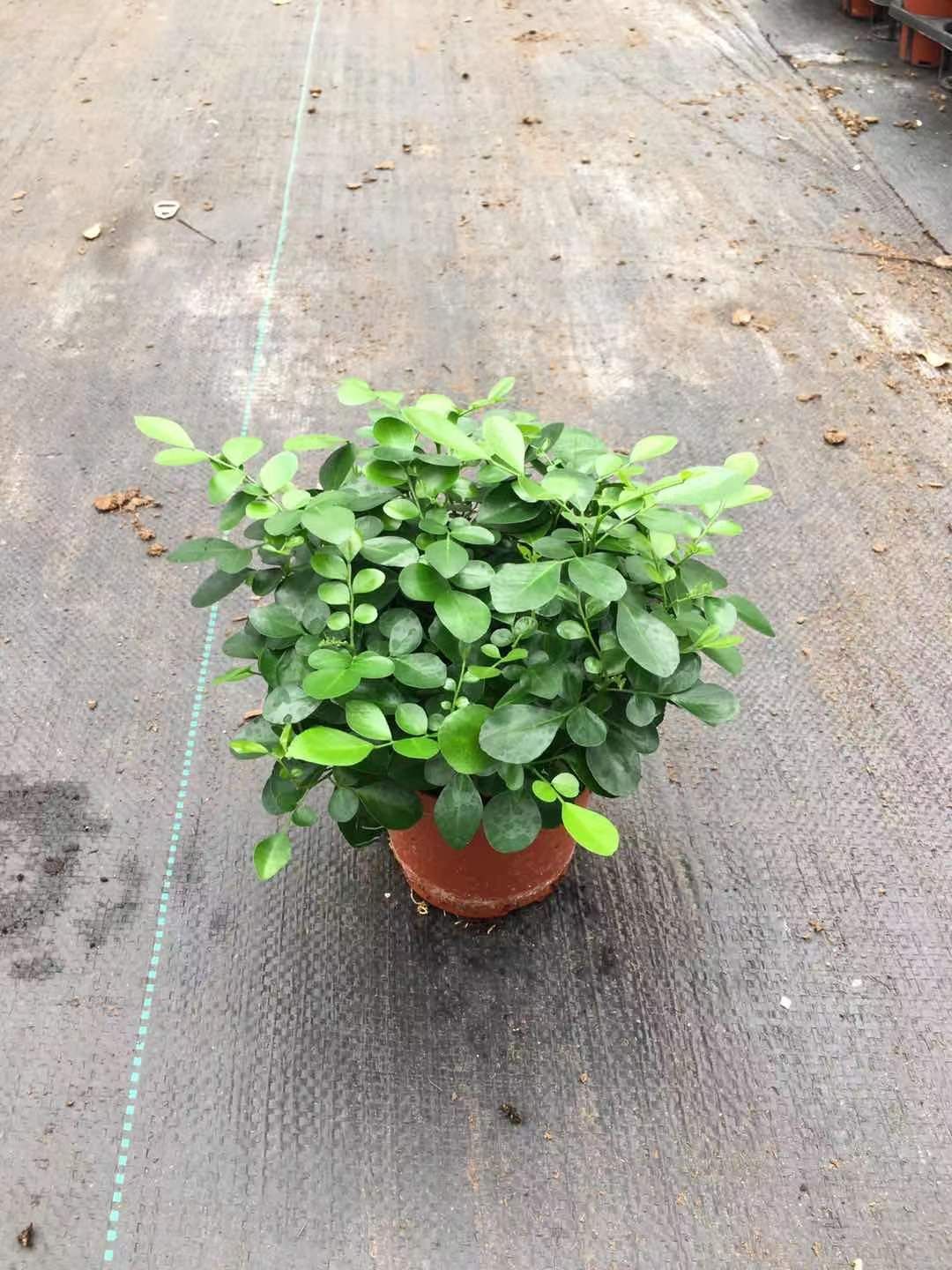 九里香盆栽批发