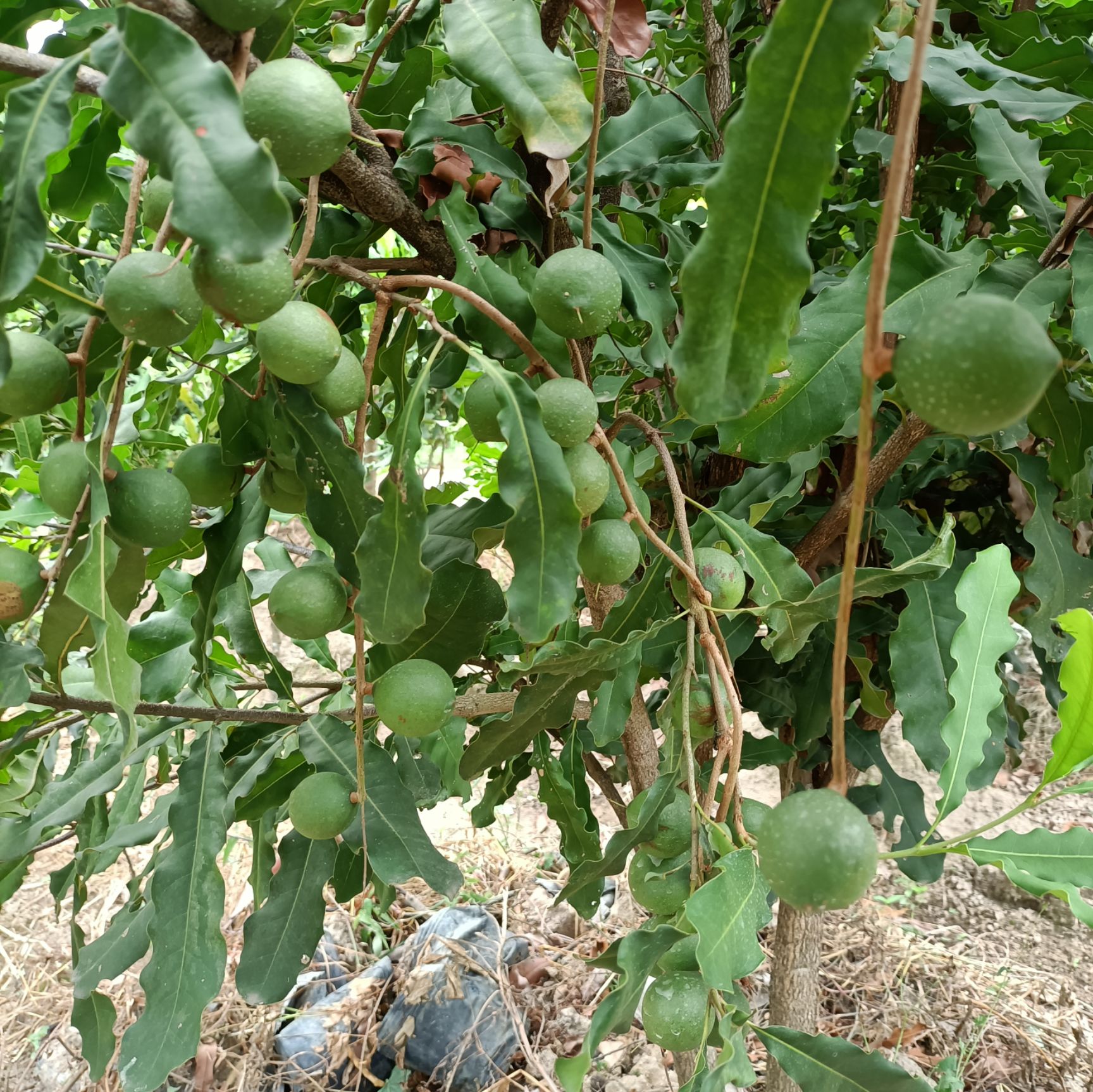 夏威夷果苗  夏威夷果，澳洲坚果桂热一号坚果嫁接苗。