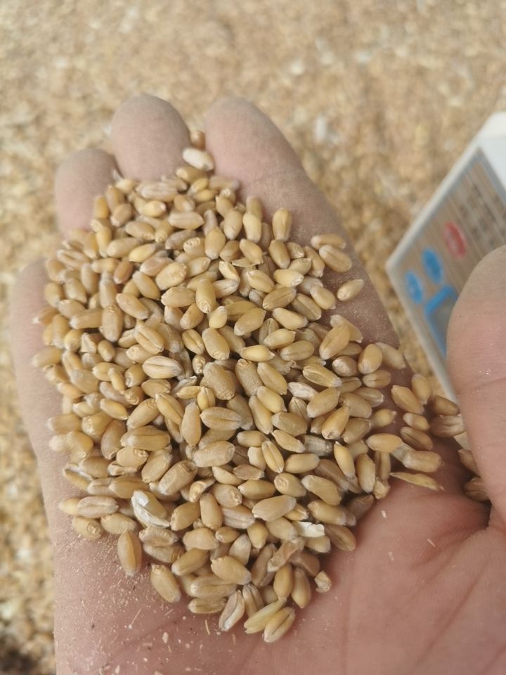 高阳县优质小麦出售