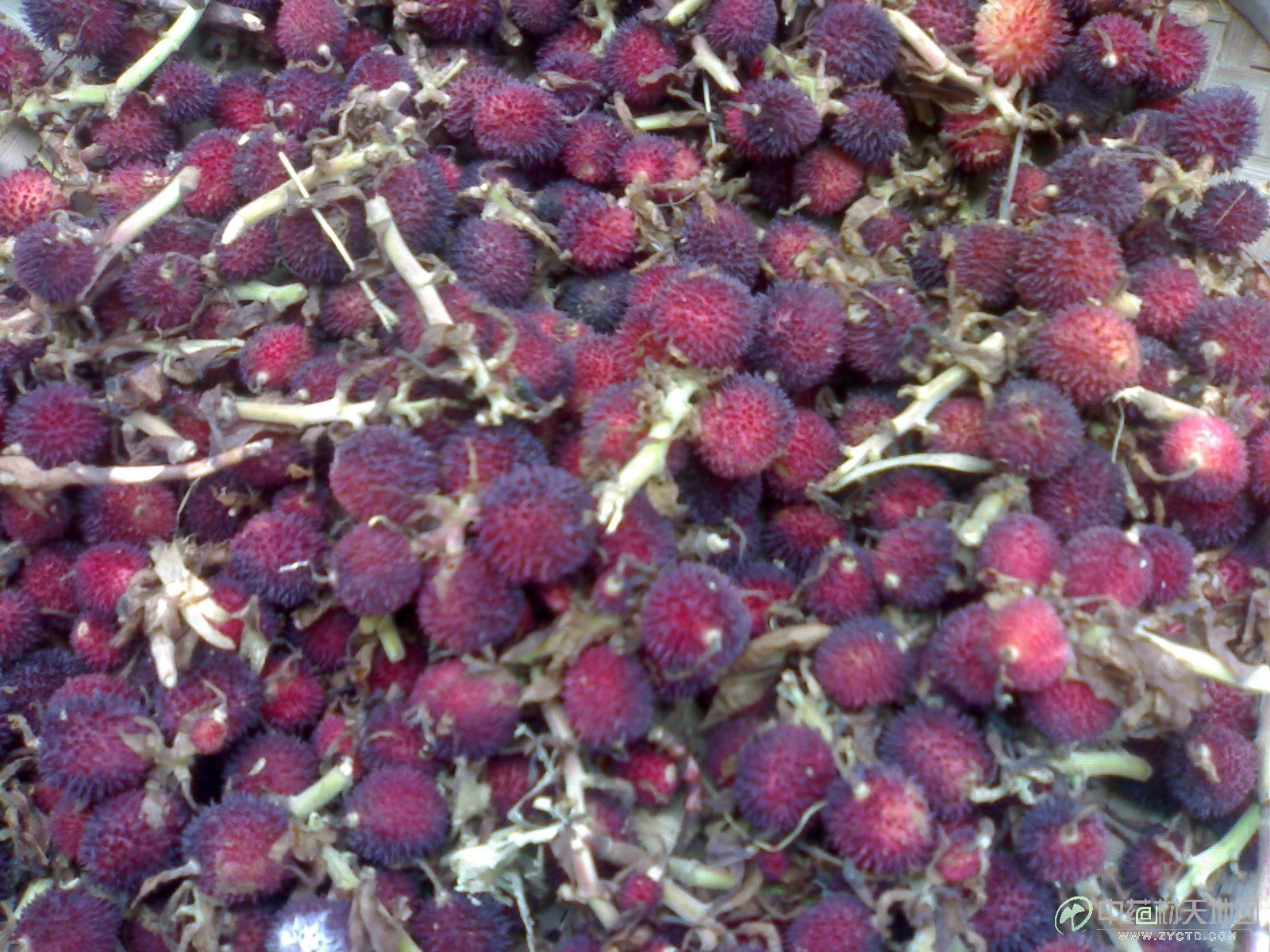 香砂仁 本人常年大量春砂仁果有货，干货，鲜货需要的捉紧