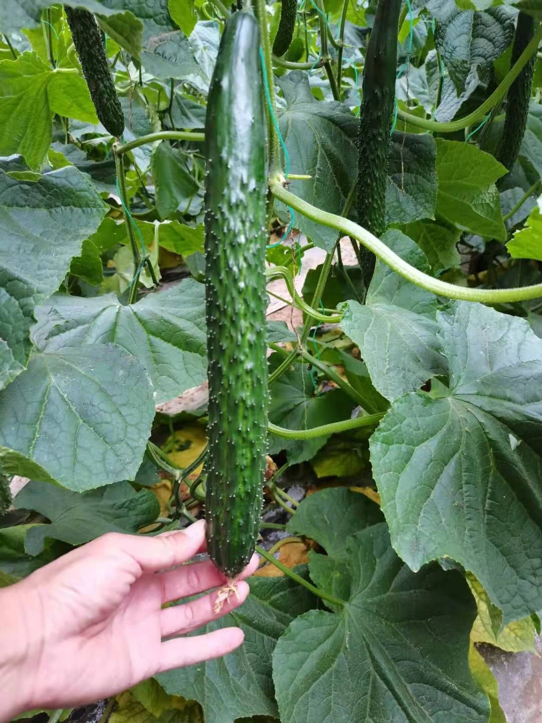 越夏黄瓜苗 秋延黄瓜种苗 耐热强雌黑油亮大黄瓜苗 绿瓤