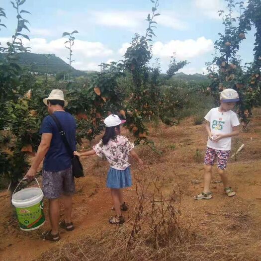 连州市 连州水晶梨