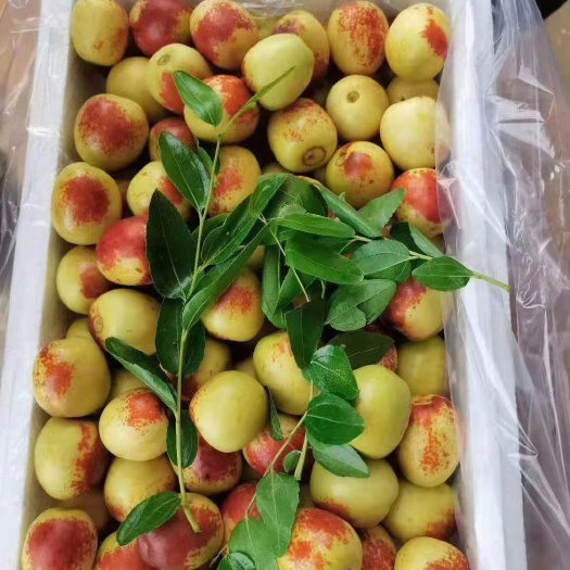 大荔冬枣，冬枣价格，冬枣，冬枣批发价格，