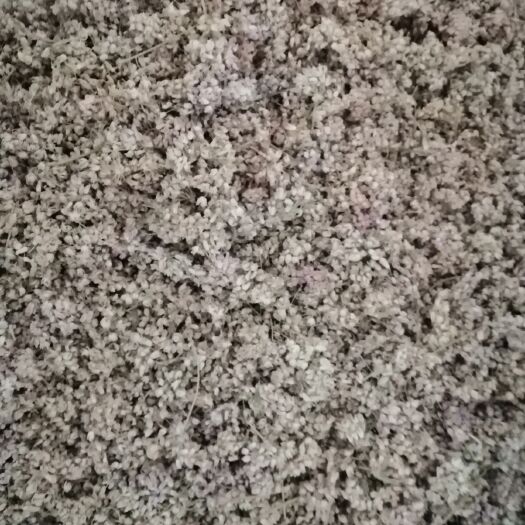 长沙摘蒙花 内蒙古货源，精挑细选货