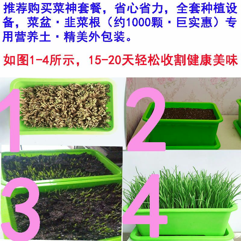 新韭菜根紫根韭菜种子韭菜苗蔬菜种子屋内盆栽植物室内阳台种菜