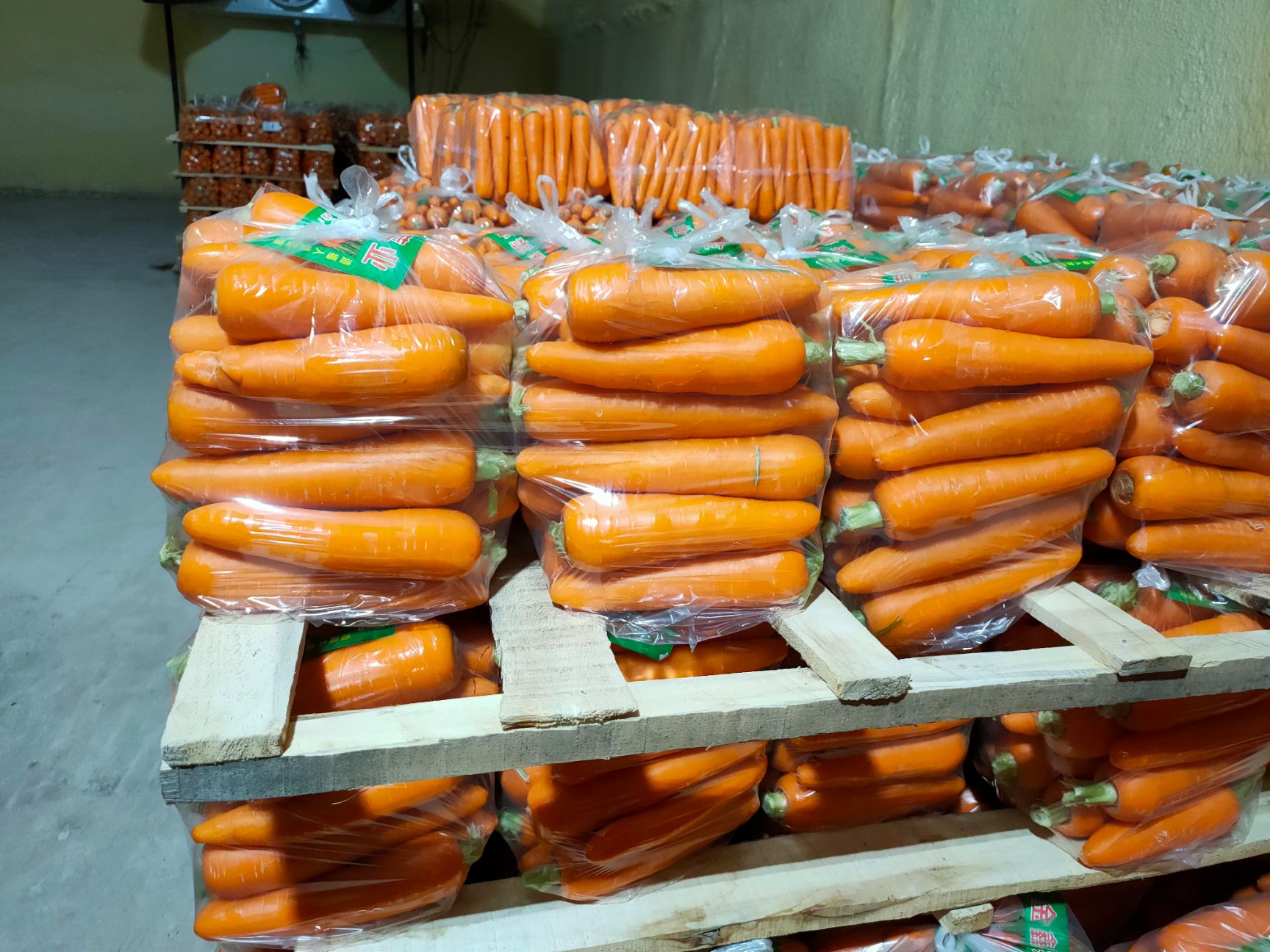 三红胡萝卜  陕北胡萝卜，条形好，口感香甜欢迎全国各地客户采购