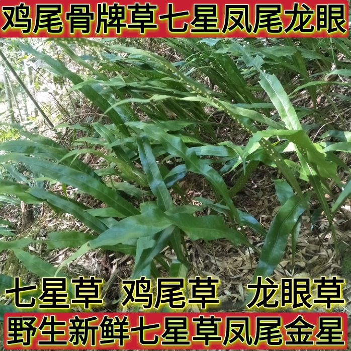新鲜七星草凤尾金星七星剑旋鸡尾骨牌草七星凤尾龙眼草